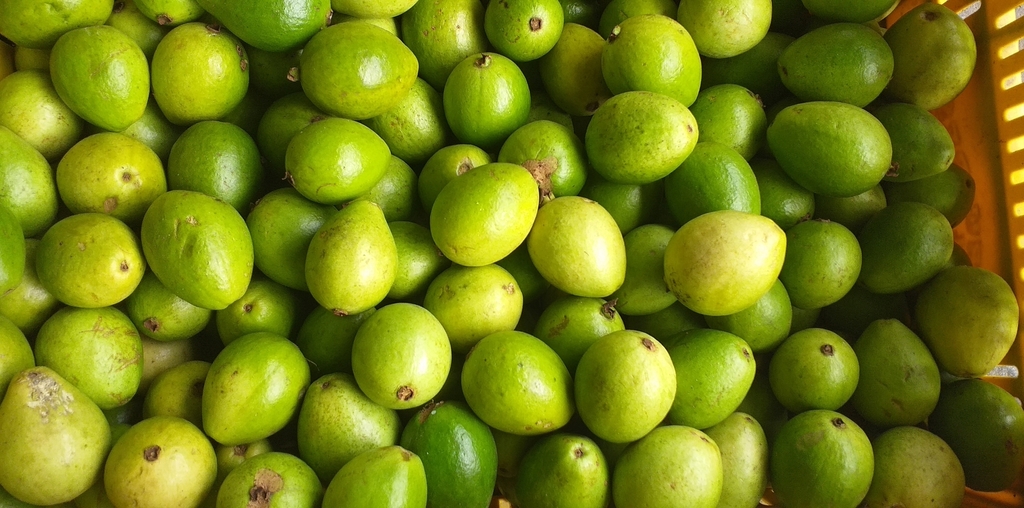 Guayaba pera delgada
