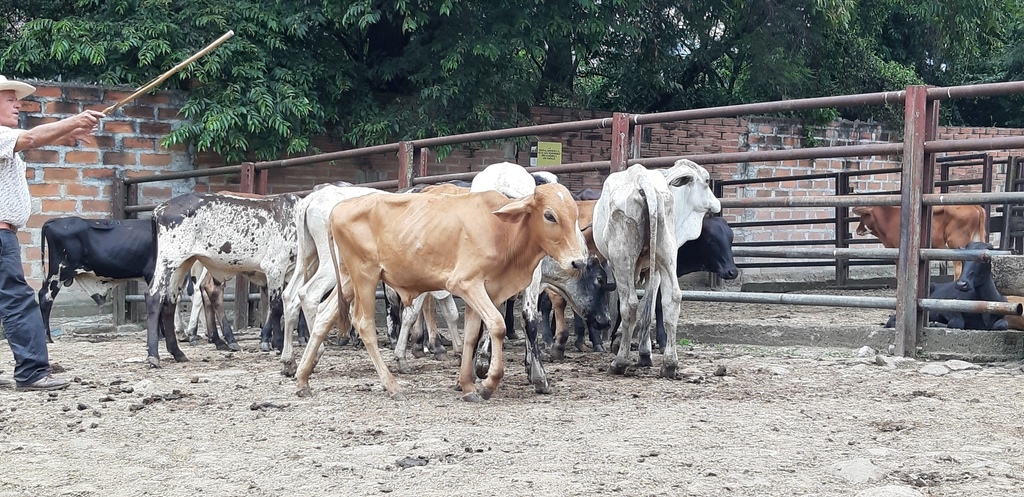 Terneros levante mayores de 1 año