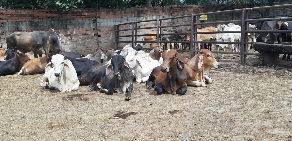 Novillos de levante/ peso aprox 250 kg