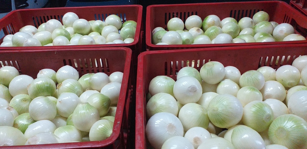 Cebolla blanca pelada