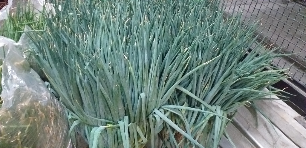 Cebolla de rama