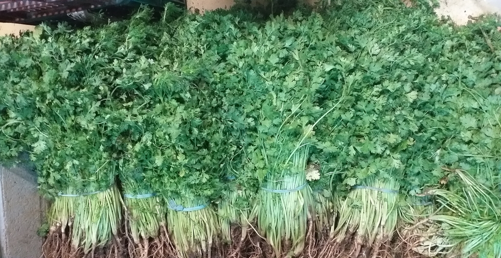 Cilantro