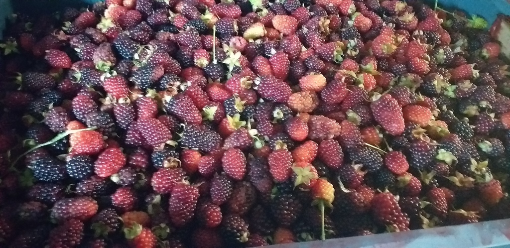 Moras del oriente