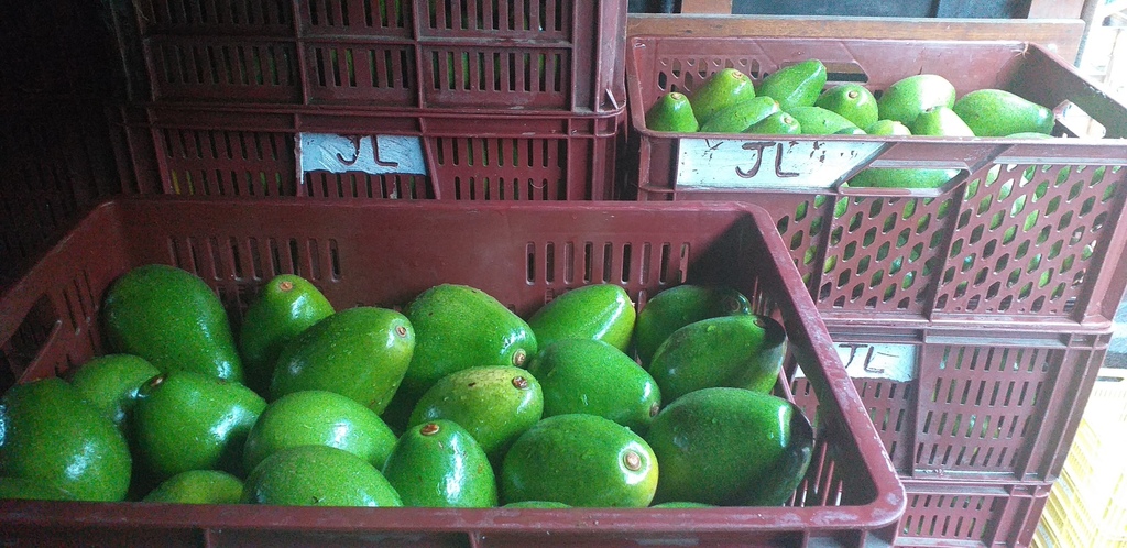 Aguacate papelillo