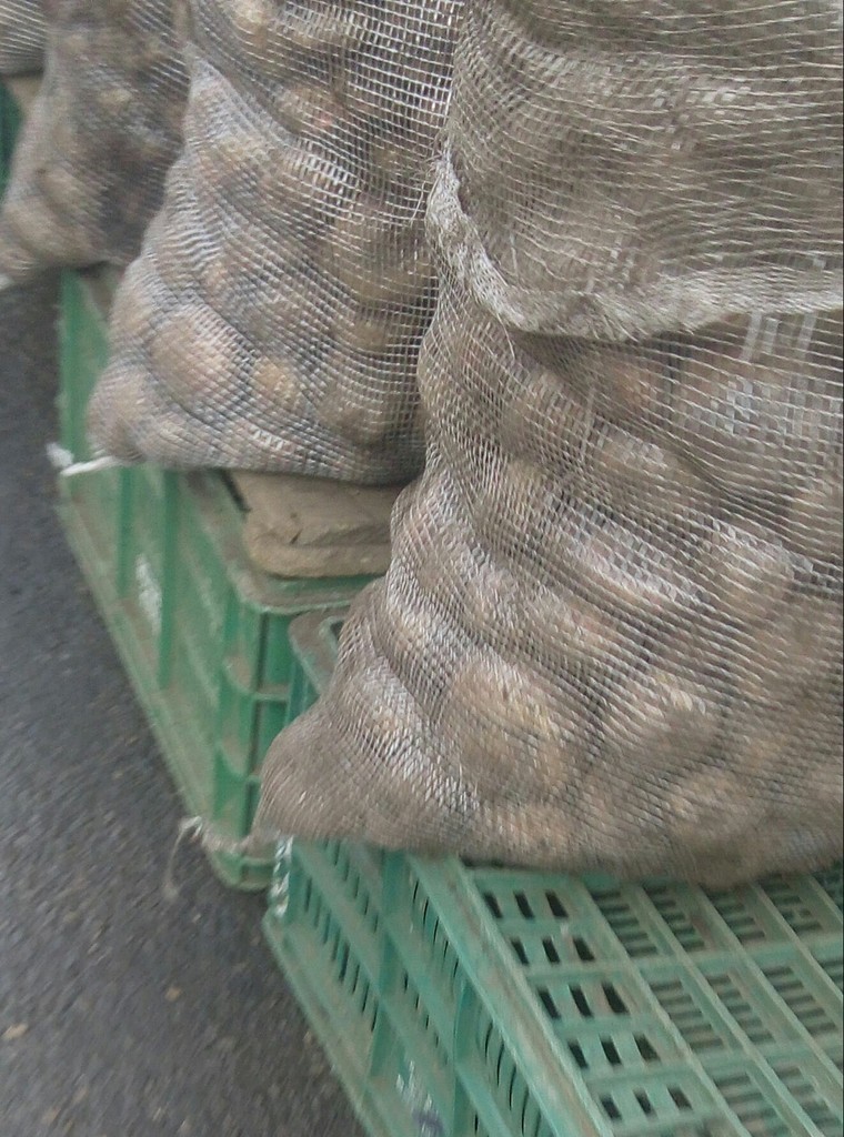 Papa pastusa