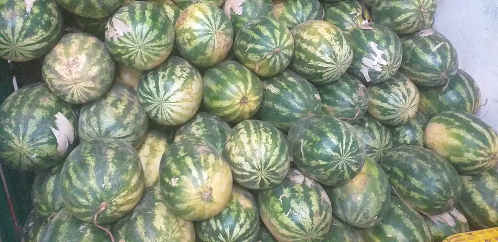 Sandia delgada
