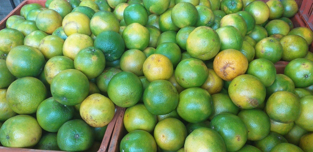 Naranja valencia
