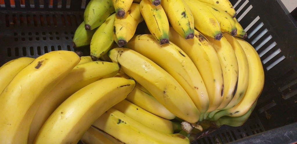 Banano criollo