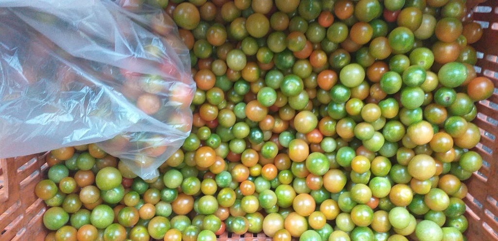 Tomate cherry