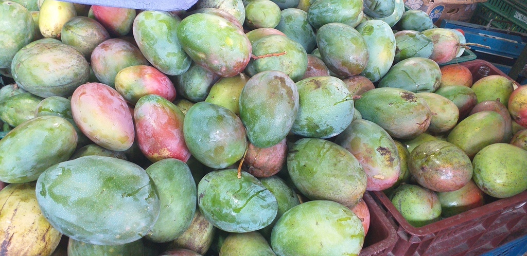 Mango farchi de cundinamarca