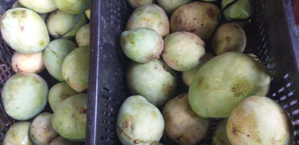 Mango filipino *80kg