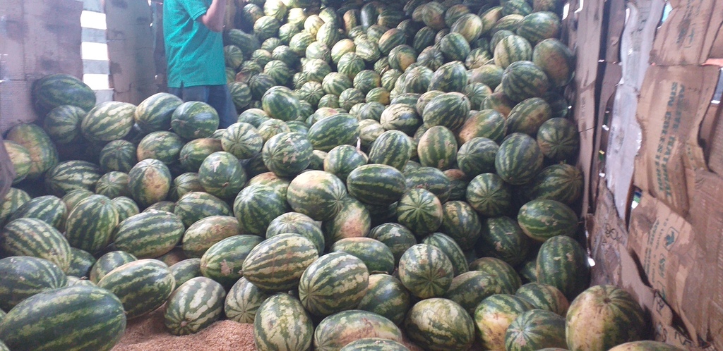 Sandia delgada