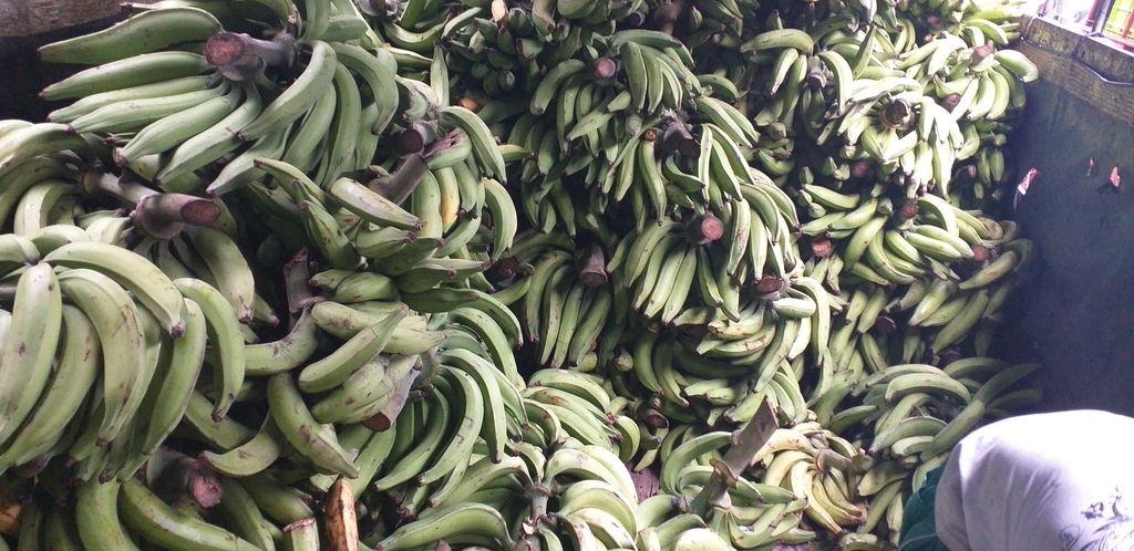 Platano verde