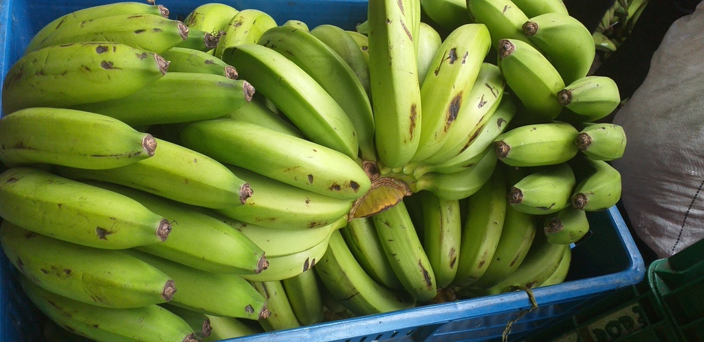 Banano verde criollo