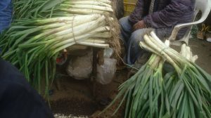 Cebolla larga