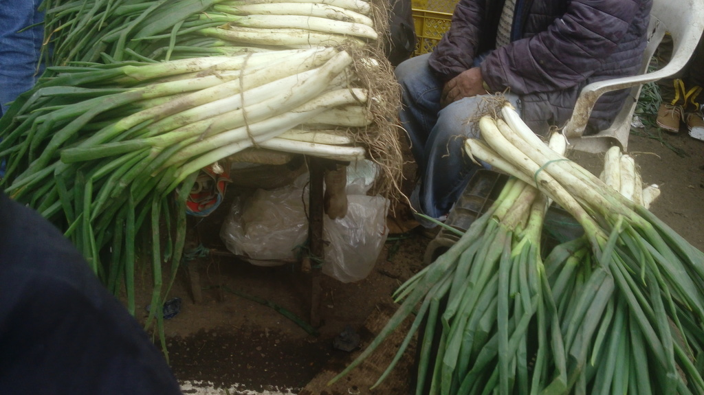 Cebolla larga