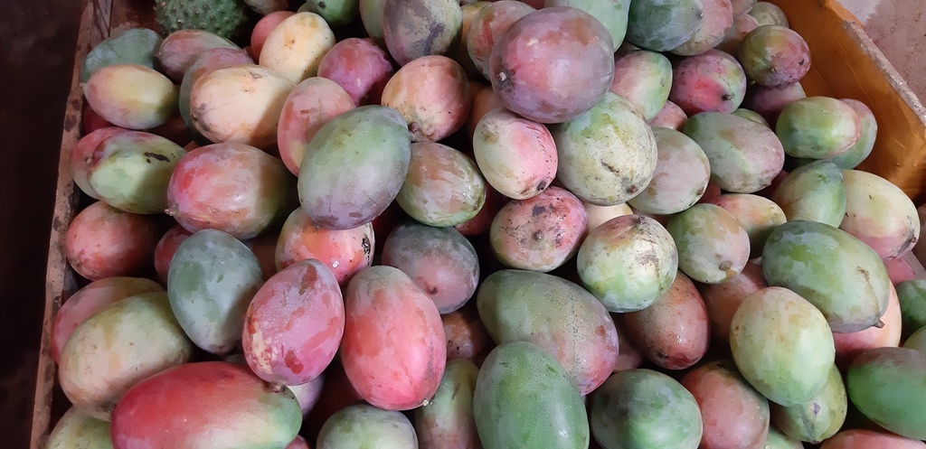 Mango farchi
