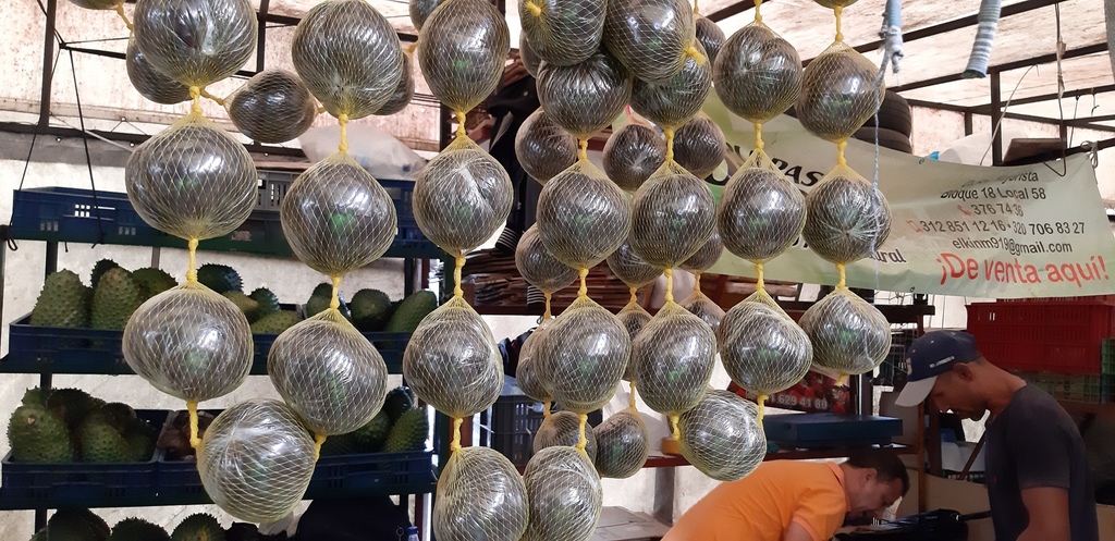 Barojo en Malla