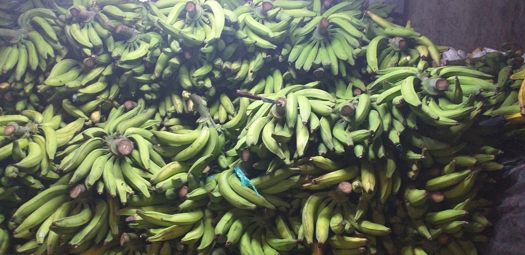 Platano verde