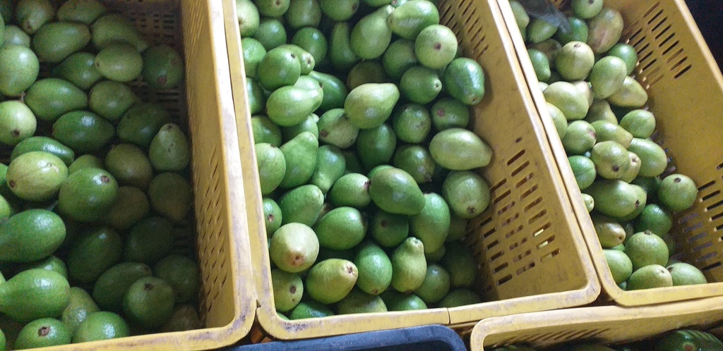 Guayaba pera