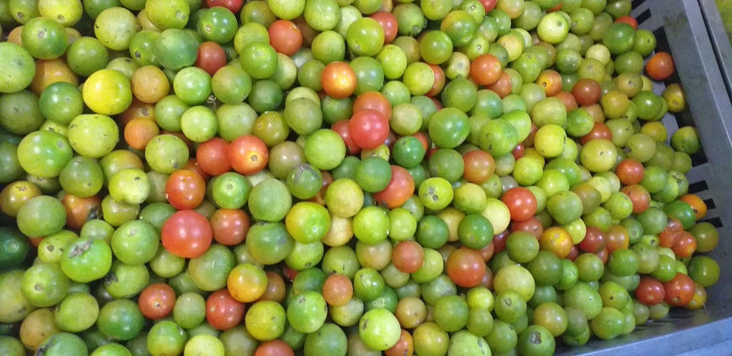 Tomate cherry