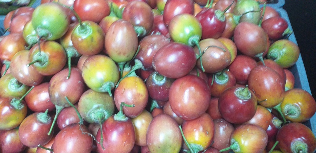 Tomate de arbol injerto
