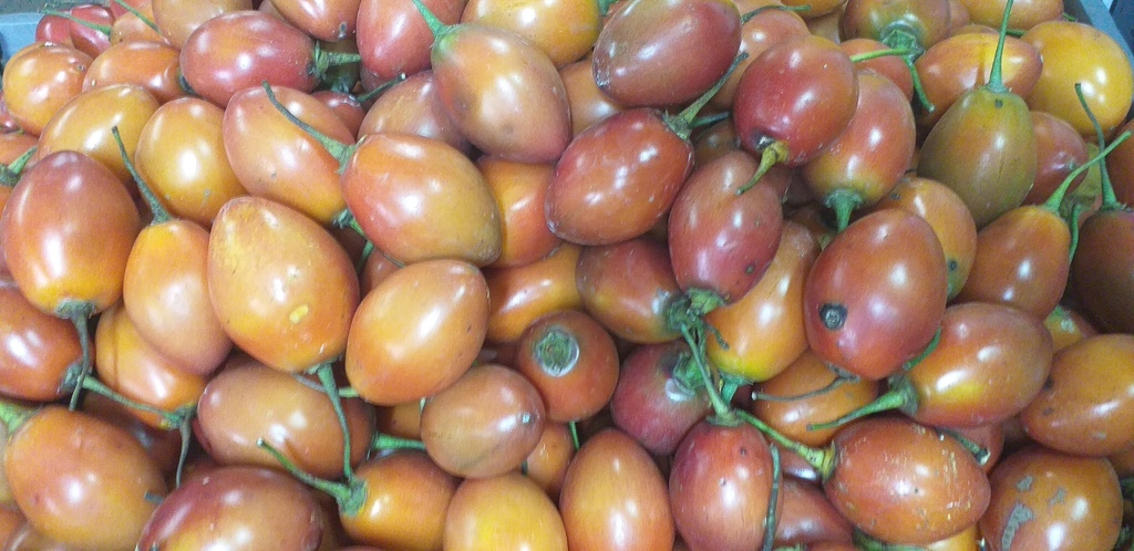 Tomate de arbol
