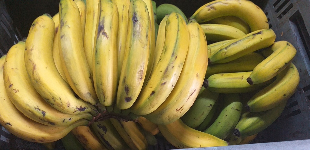 Banano criollo