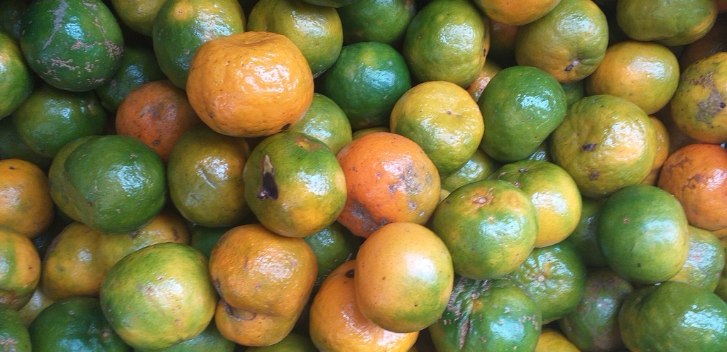Mandarina oneca