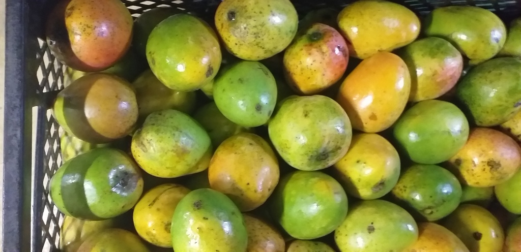 Mango criollo