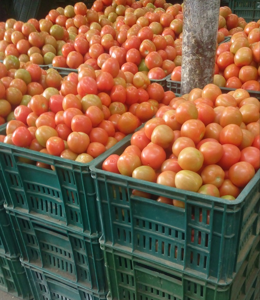 Tomate chonto