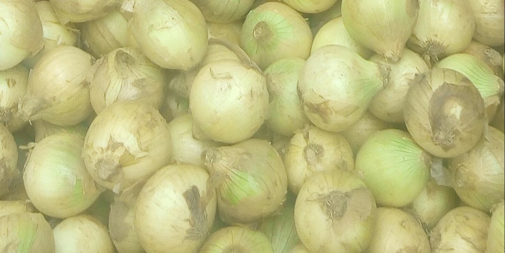 Cebolla cabezona pareja