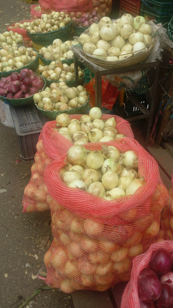 Cebolla cabezona