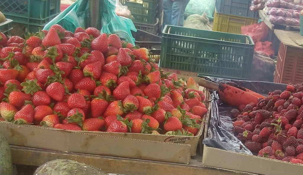 Fresas de primera