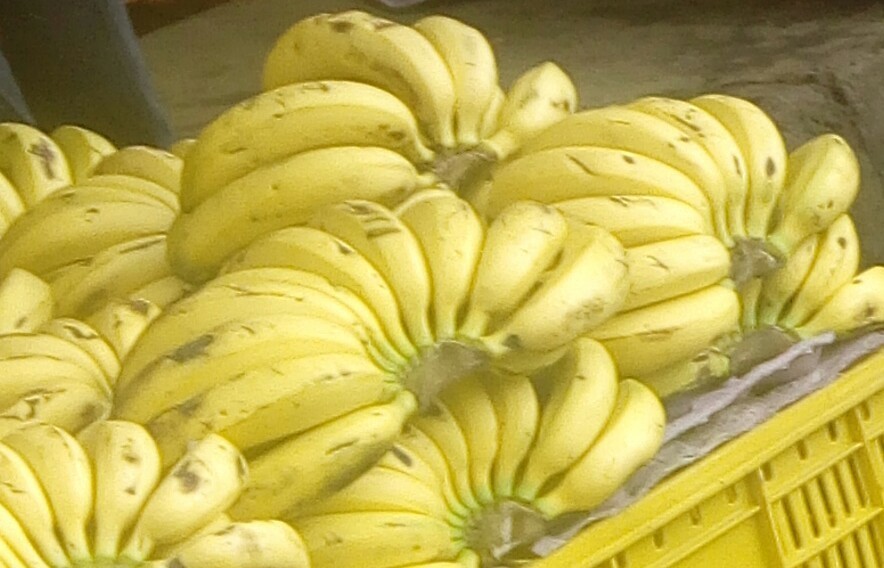 Banano