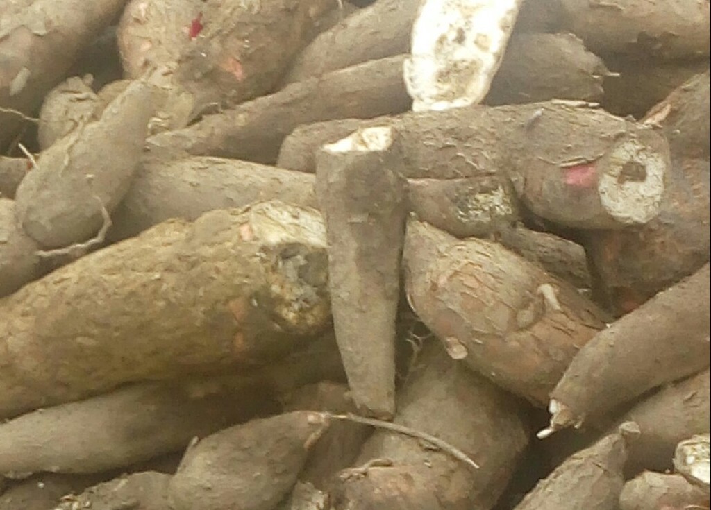 Yuca