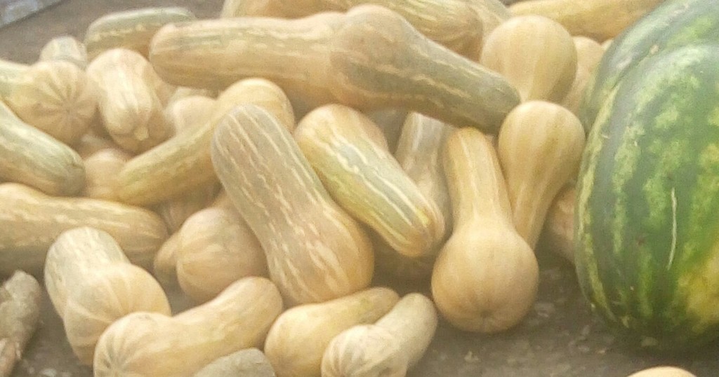 Ahuyama Sapayo