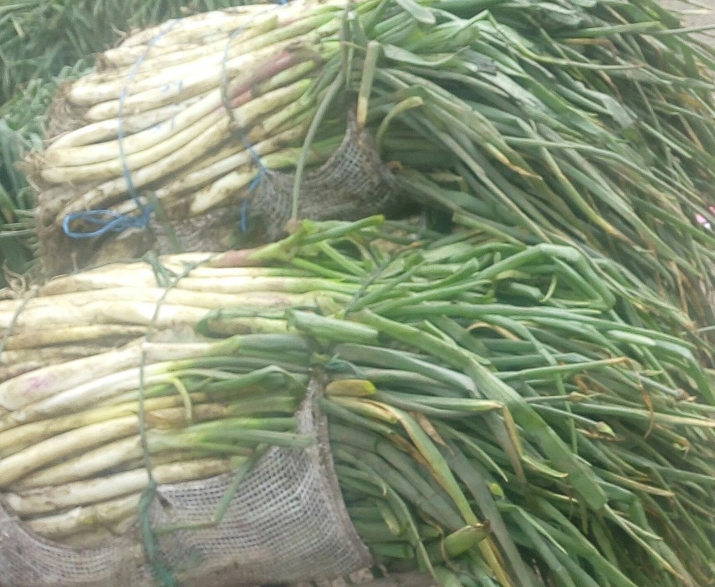 Cebolla larga