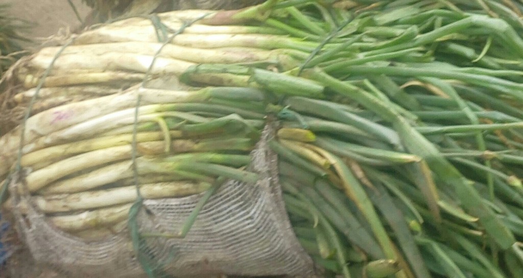 Cebollas larga