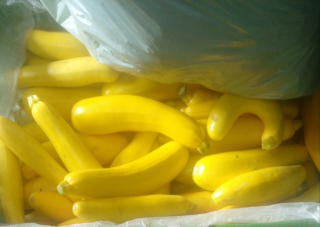 Zucchini amarillo