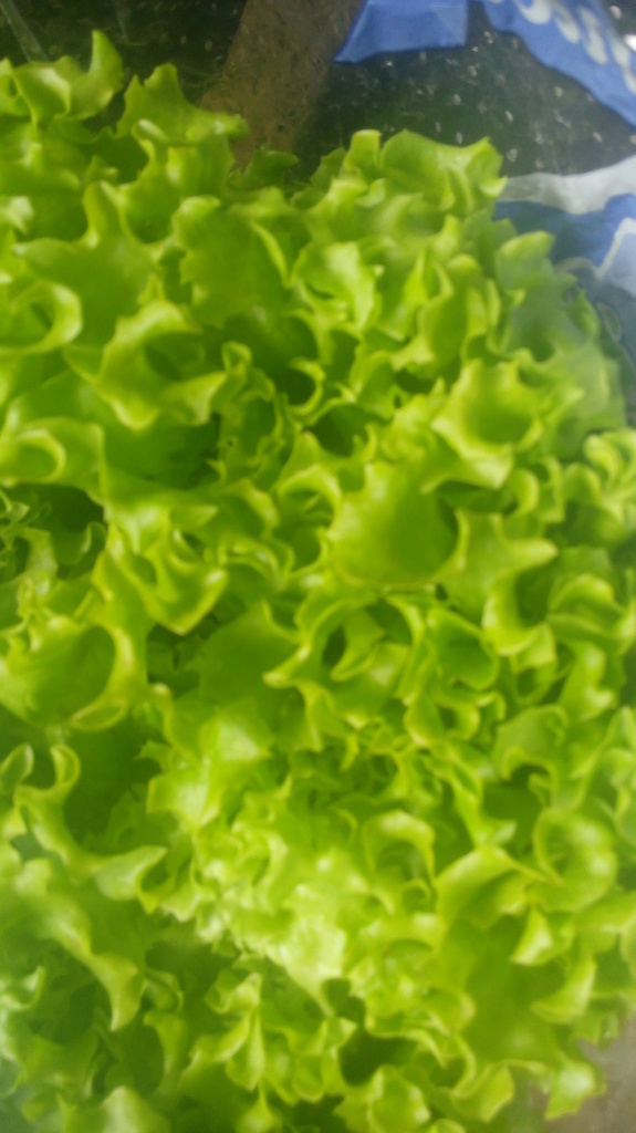 Lechuga hidroponica