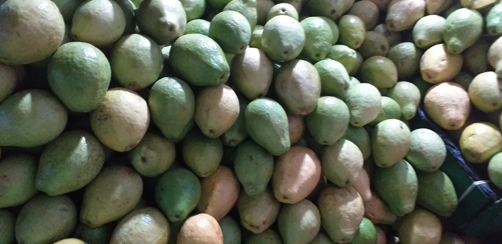 Guayaba pera