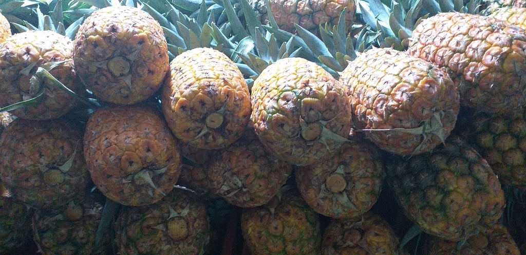 Piña oromiel