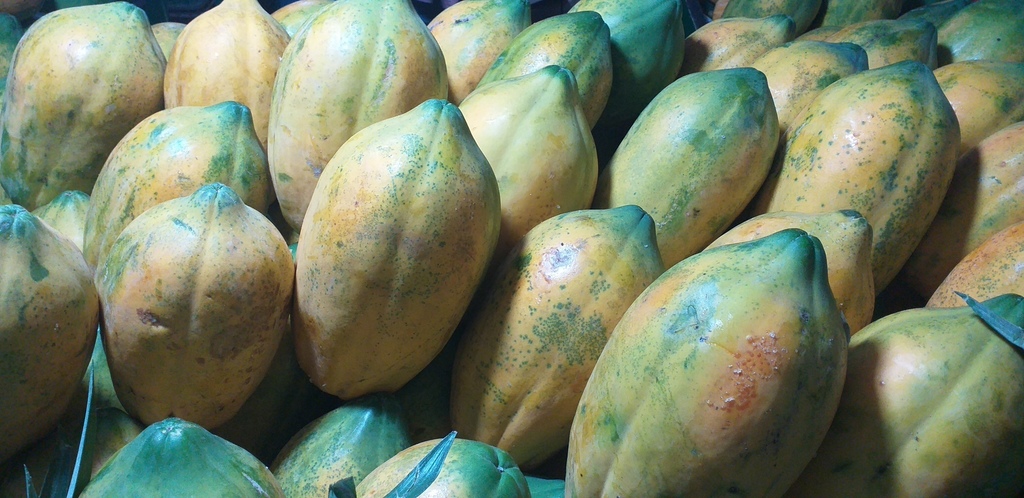 Papaya costeña