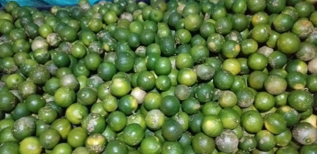 Limon mandarino
