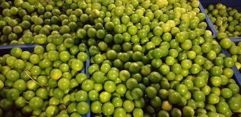 Limon criollo