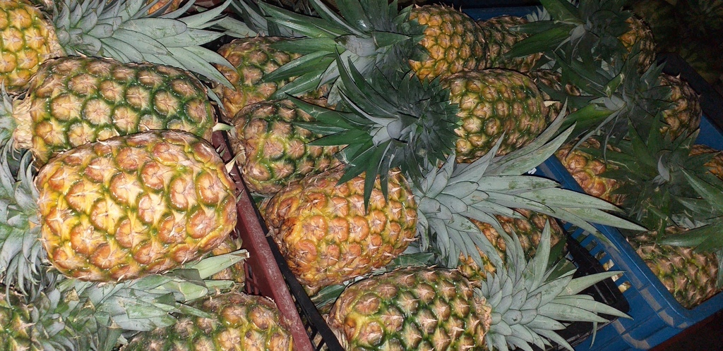 Piña oromiel