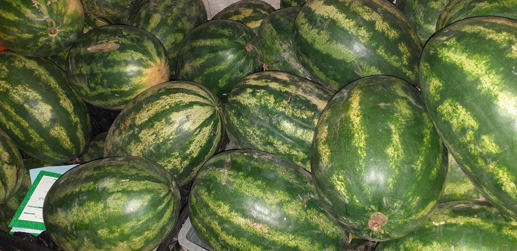 Sandia gruesa