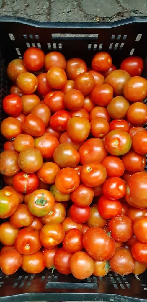 Tomate chonto.