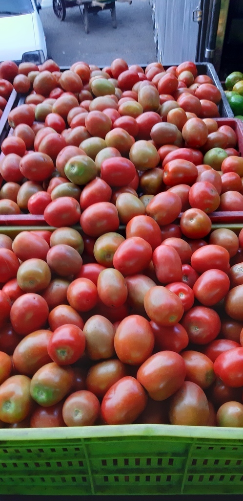 Tomate chonto